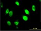 IFI16 Antibody (monoclonal) (M03)